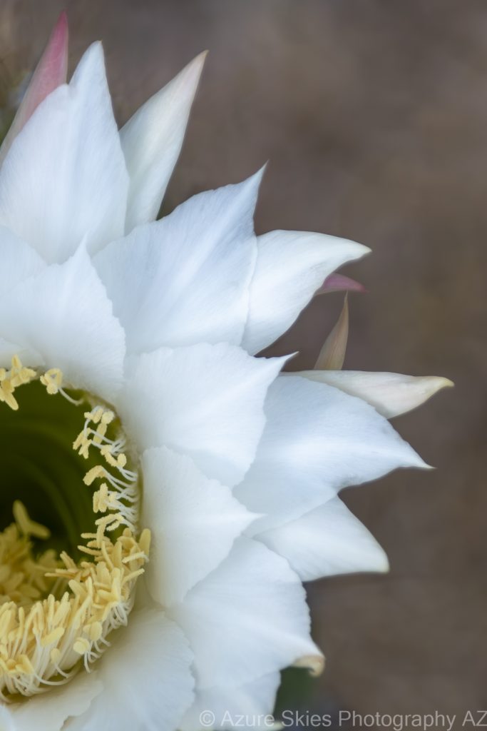 Close-up White Suararo Cactus Bloom